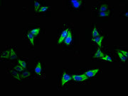 Immunofluorescence staining of Hela cells with CSB-PA10279A0Rb at 1:500, counter-stained with DAPI. The cells were fixed in 4% formaldehyde, permeabilized using 0.2% Triton X-100 and blocked in 10% normal Goat Serum. The cells were then incubated...