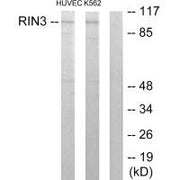Western blot analysis of extracts from HUVEC cells and K562 cells, using RIN3 antibody.