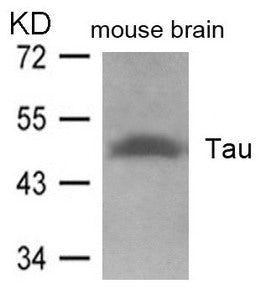 Western blot analysis of extracts from mouse brain tissue using Tau(Ab-262) Antibody.