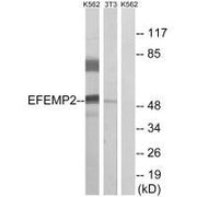 Western blot analysis of extracts from K562 cells and 3T3 cells, using EFEMP2 antibody.