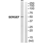 Western blot analysis of extracts from NIH/3T3 cells, using SERGEF antibody.
