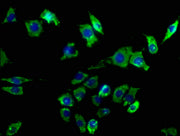 Immunofluorescence staining of SH-SY5Y cells with CSB-PA10468A0Rb at 1:50, counter-stained with DAPI. The cells were fixed in 4% formaldehyde, permeabilized using 0.2% Triton X-100 and blocked in 10% normal Goat Serum. The cells were then incubate...