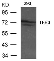 Western blot analysis of extracts from 293 cells using TFE3 Antibody.