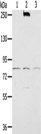 Gel: 6%SDS-PAGE, Lysate: 40 ug, Lane 1-3: Raji cells, TM4 cells, PC3 cells, Primary antibody: CSB-PA105397(NOX5 Antibody) at dilution 1/200, Secondary antibody: Goat anti rabbit IgG at 1/8000 dilution, Exposure time: 1 minute