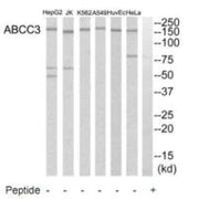 Western blot analysis of extracts from HeLa cells, A549 cells, Jurkat cells, HuvEc cells, K562 cells and HepG2 cells, using ABCC3 antibody.