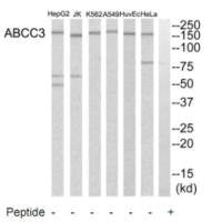 Western blot analysis of extracts from HeLa cells, A549 cells, Jurkat cells, HuvEc cells, K562 cells and HepG2 cells, using ABCC3 antibody.