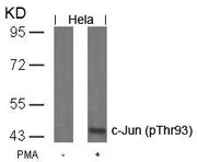 Western blot analysis of extracts from Hela cells untreated or treated with PMA using c-Jun(Phospho-Thr93) Antibody.