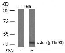 Western blot analysis of extracts from Hela cells untreated or treated with PMA using c-Jun(Phospho-Thr93) Antibody.