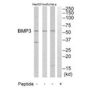 Western blot analysis of extracts from HeLa cells, HuvEc cells and HepG2 cells, using BMP3 antibody.