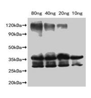 Western Blot Positive WB detected in Recombinant protein All lanes: Slfn9 antibody at 1:2000 Secondary Goat polyclonal to rabbit IgG at 1/50000 dilution Predicted band size: 36.2 kDa Observed band size: 35 kDa