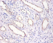 Immunohistochemistry of paraffin-embedded human kidney tissue using CSB-PA10709A0Rb at dilution of 1:100