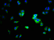 Immunofluorescence staining of HepG2 cells with CSB-PA10749A0Rb at 1:333, counter-stained with DAPI. The cells were fixed in 4% formaldehyde, permeabilized using 0.2% Triton X-100 and blocked in 10% normal Goat Serum. The cells were then incubated...