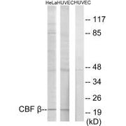 Western blot analysis of extracts from HeLa cells and HUVEC cells, using CBF β antibody.