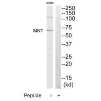 Western blot analysis of extracts from A549 cells, using MNT antibody.