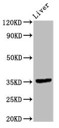 Western Blot Positive WB detected in: Rat liver tissue All lanes: EPCAM antibody at 9.6ug/ml Secondary Goat polyclonal to rabbit IgG at 1/50000 dilution Predicted band size: 35 kDa Observed band size: 35 kDa