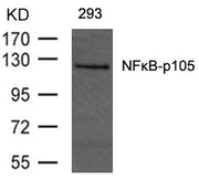 Western blot analysis of extracts from 293 cells using NFkB-p105(Ab-893) Antibody.