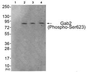 Western blot analysis of extracts from 293 cells (Lane 2), HeLa cells (Lane 3) and HepG2 cells (Lane 4), using Gab2 (Phospho-Ser623) Antibody. The lane on the left is treated with antigen-specific peptide.