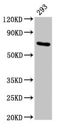 Western Blot Positive WB detected in: 293 whole cell lysate All lanes: HSPA1A antibody at 4.9µg/ml Secondary Goat polyclonal to rabbit IgG at 1/50000 dilution Predicted band size: 71, 64 kDa Observed band size: 71 kDa