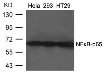 Western blot analysis of extracts from Heia, 293 and HT29 cells using NFκB-p65 (Ab-468) Antibody.