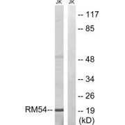 Western blot analysis of extracts from Jurkat cells, using MRPL54 antibody.