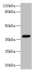 Western blot All lanes: LRG1 antibody at 2µg/ml + Mouse liver tissue Secondary Goat polyclonal to rabbit IgG at 1/10000 dilution Predicted band size: 39 kDa Observed band size: 39 kDa