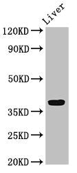 Western Blot Positive WB detected in: Rat liver tissue All lanes: APOH antibody at 3.2ug/ml Secondary Goat polyclonal to rabbit IgG at 1/50000 dilution Predicted band size: 39 kDa Observed band size: 39 kDa