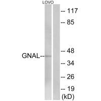 Western blot analysis of extracts from LOVO cells, using GNAL antibody.