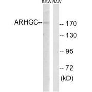Western blot analysis of extracts from RAW264.7 cells, using ARHGEF12 antibody.