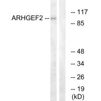 Western blot analysis of extracts from RAW264.7 cells, using ARHGEF2 antibody.