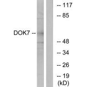 Western blot analysis of extracts from mouse brain cells, using DOK7 antibody.