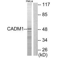Western blot analysis of extracts from HeLa cells, using CADM1 antibody.