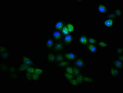 Immunofluorescence staining of Hela cells with CSB-PA11269A0Rb at 1:133, counter-stained with DAPI. The cells were fixed in 4% formaldehyde, permeabilized using 0.2% Triton X-100 and blocked in 10% normal Goat Serum. The cells were then incubated...