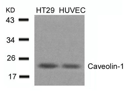 Western blot analysis of extracts from HT29 and HUVEC cells using Caveolin-1(Ab-14) Antibody.