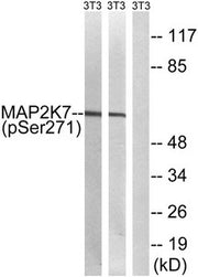Western blot analysis of extracts from 3T3 cells treated with insulin using MAP2K7 (Phospho-Ser271) Antibody.The lane on the right is treated with the antigen-specific peptide.
