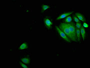 Immunofluorescence staining of A549 cells with CSB-PA11275A0Rb at 1:150, counter-stained with DAPI. The cells were fixed in 4% formaldehyde, permeabilized using 0.2% Triton X-100 and blocked in 10% normal Goat Serum. The cells were then incubated...
