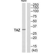 Western blot analysis of extracts from HepG2 cells, using TAZ antibody.