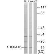 Western blot analysis of extracts from 3T3 cells and RAW264.7 cells, using S100A16 antibody.