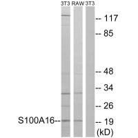 Western blot analysis of extracts from 3T3 cells and RAW264.7 cells, using S100A16 antibody.