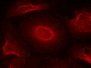 Immunofluorescence staining of methanol-fixed Hela cells using NMDAR2B(Ab-1474) antibody.