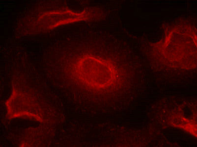 Immunofluorescence staining of methanol-fixed Hela cells using NMDAR2B(Ab-1474) antibody.