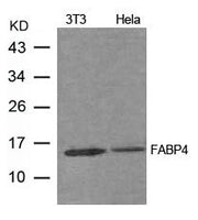 Western blot analysis of extract from 3T3, Hela cells using FABP4 Antibody