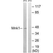 Western blot analysis of extracts from 3T3 cells, treated with PMA (125ng/ml, 30mins), using Mnk1 (Ab-385) antibody.