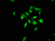 Immunofluorescence staining of U251 cells with CSB-PA11469A0Rb at 1:100, counter-stained with DAPI. The cells were fixed in 4% formaldehyde, permeabilized using 0.2% Triton X-100 and blocked in 10% normal Goat Serum. The cells were then incubated...