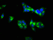 Immunofluorescence staining of Hela cells with CSB-PA11477A0Rb at 1:66, counter-stained with DAPI. The cells were fixed in 4% formaldehyde, permeabilized using 0.2% Triton X-100 and blocked in 10% normal Goat Serum. The cells were then incubated w...