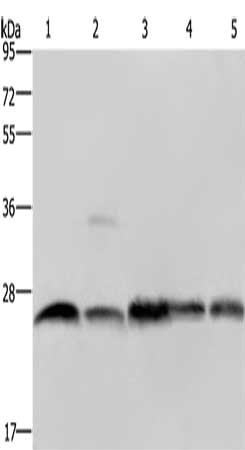 Gel: 10%SDS-PAGE, Lysate: 40 ug, Lane 1-5: A549 cells, Jurkat cells, mouse heart tissue, mouse skeletal muscle tissue, Raw264.7 cells, Primary antibody: CSB-PA114840(NDUFV2 Antibody) at dilution 1/200, Secondary antibody: Goat anti rabbit IgG at 1...