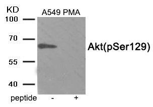 Western blot analysis of extracts from A549 cells treated with PMA using Phospho-Akt (Ser129) antibody.The lane on the right is treated with the antigen-specific peptide.