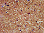 IHC image of CSB-PA11547A0Rb diluted at 1:500 and staining in paraffin-embedded human brain tissue performed on a Leica BondTM system. After dewaxing and hydration, antigen retrieval was mediated by high pressure in a citrate buffer (pH 6.0). Sect...