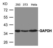 Western blot analysis of extract from Hela, 293 and 3T3 cells using GAPDH Antibody