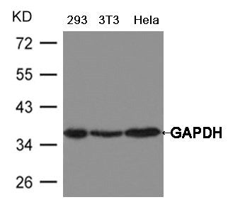 Western blot analysis of extract from Hela, 293 and 3T3 cells using GAPDH Antibody