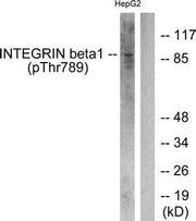 Western blot analysis of extracts from HepG2 cells treated with Ca2+ using Integrin β1 (Phospho-Thr789) Antibody.The lane on the right is treated with the antigen-specific peptide.
